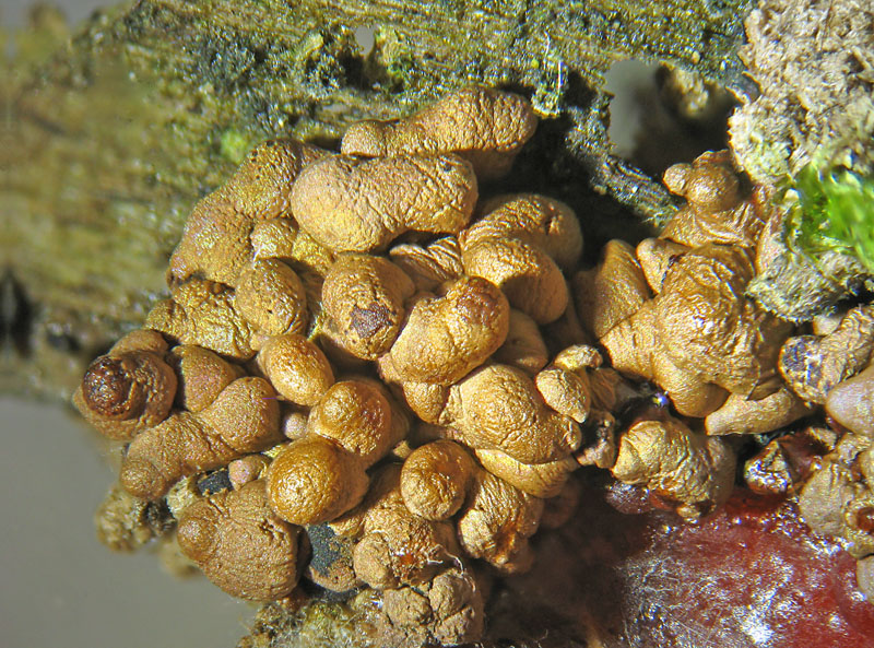 Tubulifera arachnoidea